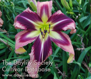 Daylily Swallowtail Summer